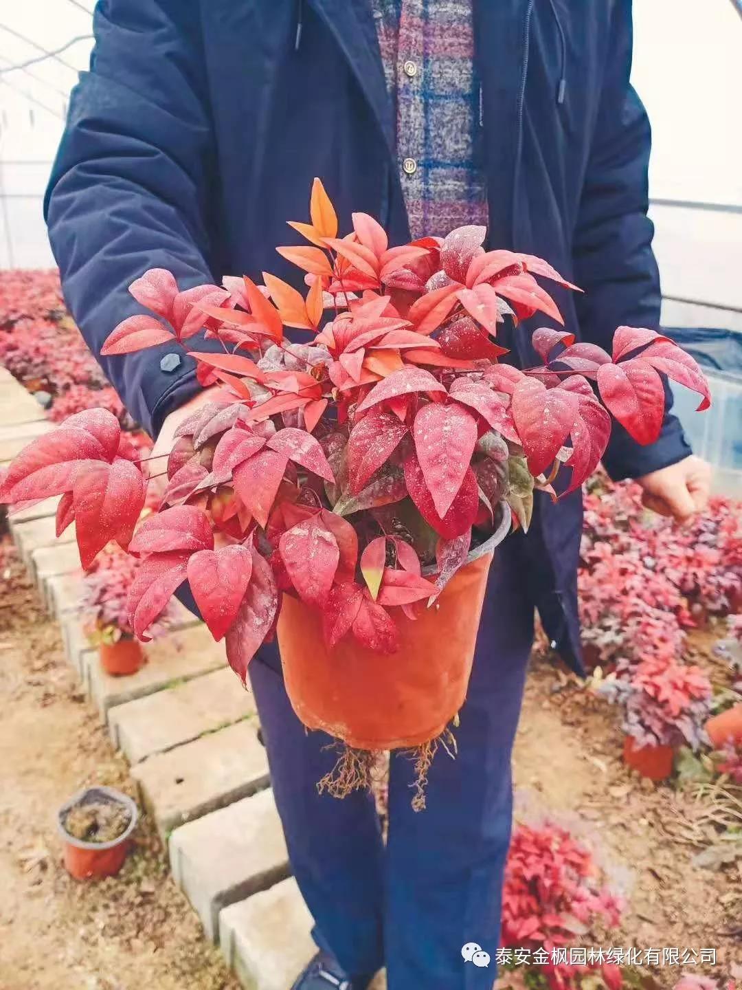 省民政廳領(lǐng)導(dǎo)督導(dǎo)國(guó)星疫情防控復(fù)工復(fù)產(chǎn)