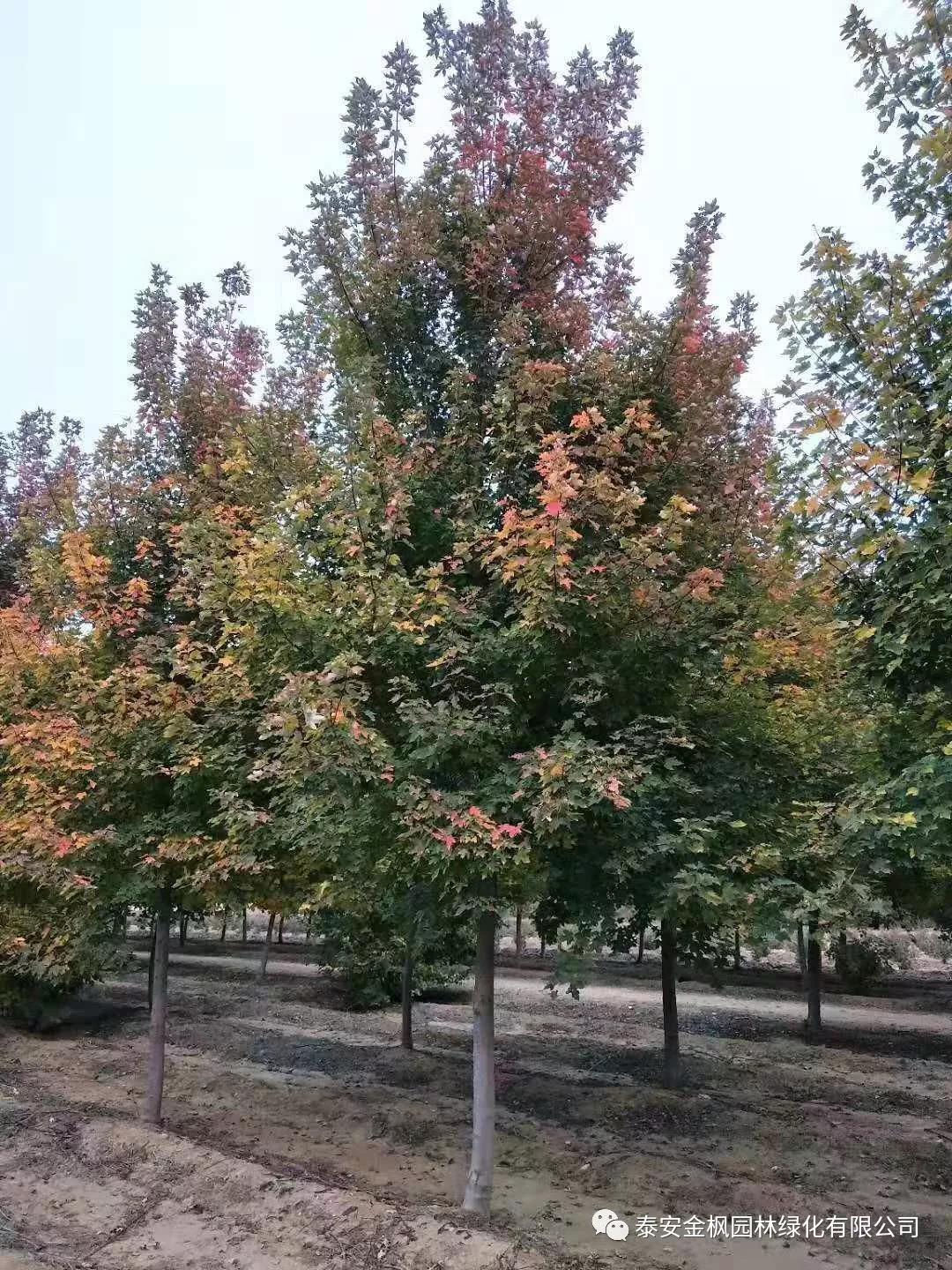 新華社安徽分社社長(zhǎng)來六國(guó)調(diào)研采訪