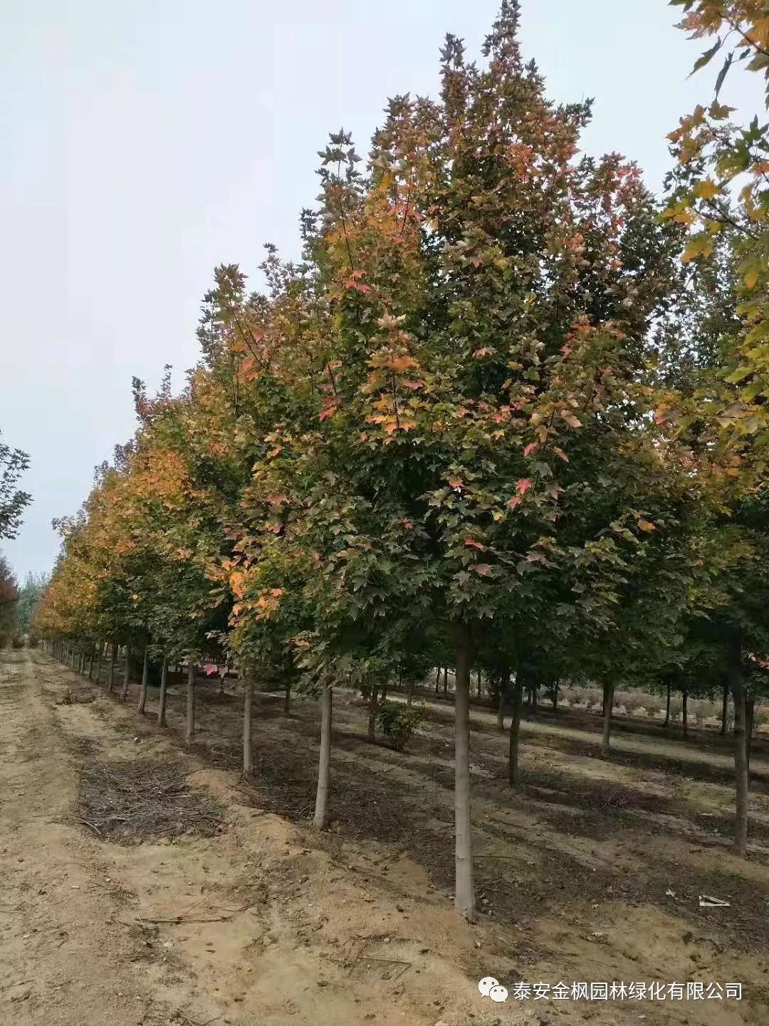 市領(lǐng)導(dǎo)來嘉合督導(dǎo)復(fù)工復(fù)產(chǎn)