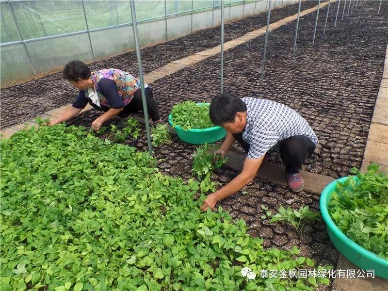 丁純調(diào)研六國環(huán)境治理企業(yè)發(fā)展