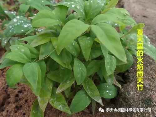 市領(lǐng)導(dǎo)來公司調(diào)研督導(dǎo)環(huán)保