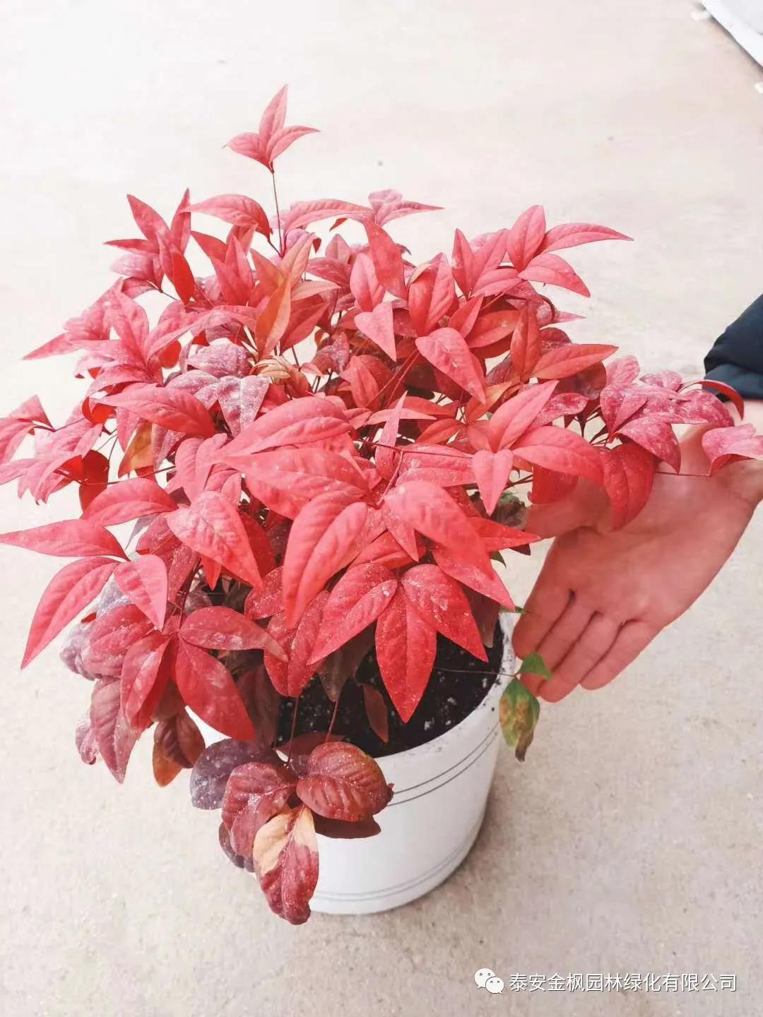 公司領(lǐng)導(dǎo)赴聯(lián)建村主持召開聯(lián)合黨委會