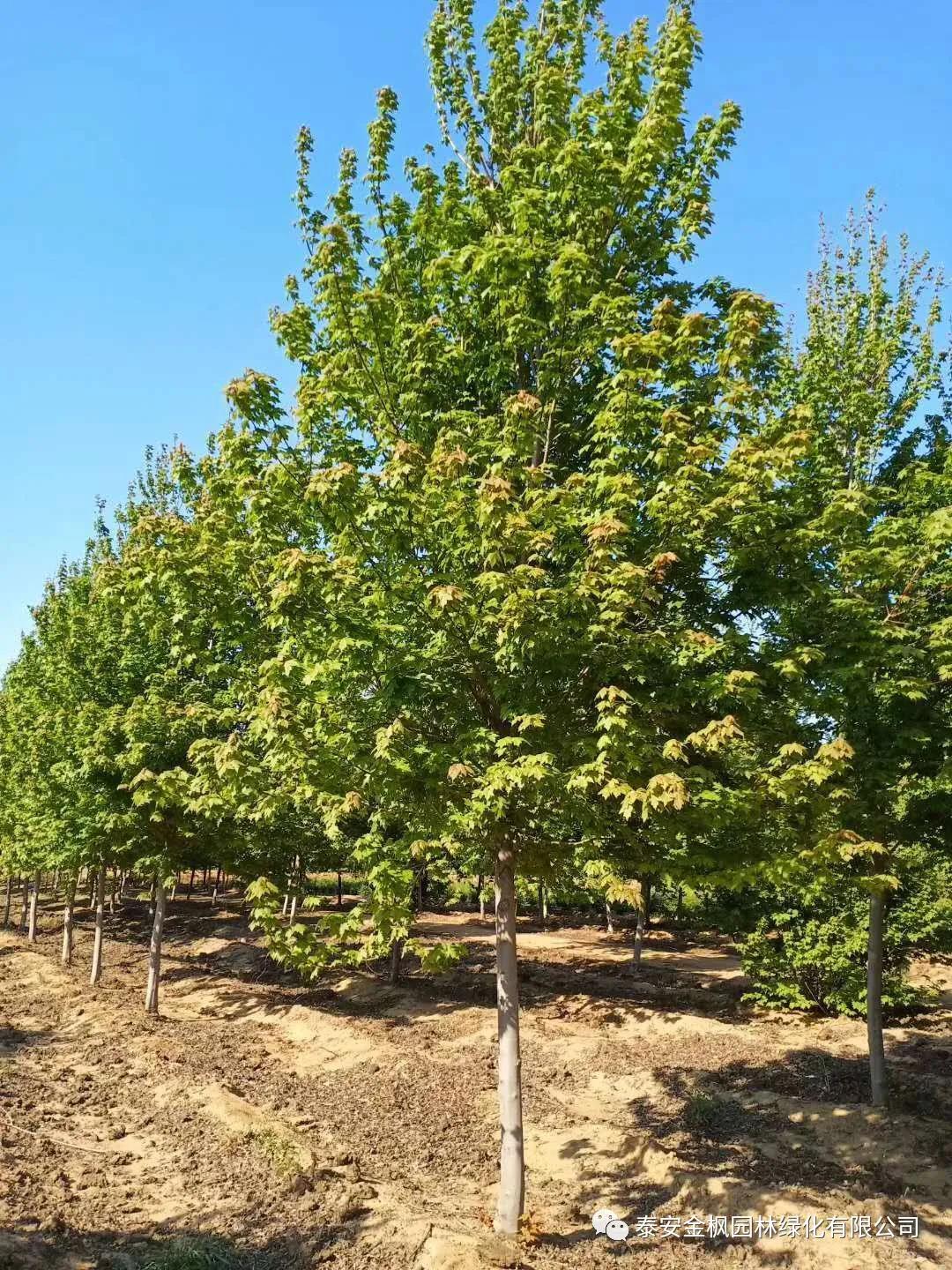 趙振華來安納達調(diào)研