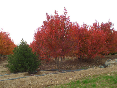 汪宜武來集團調(diào)研