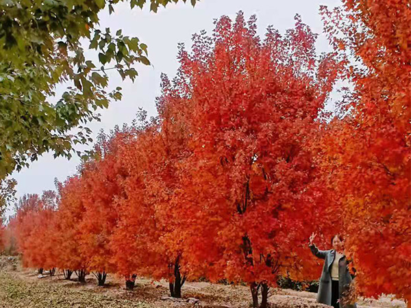 劉亞東調(diào)研六國產(chǎn)業(yè)扶貧項目