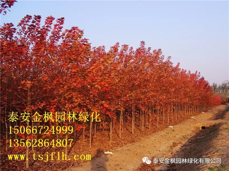 集團電工同場競技“試”比高